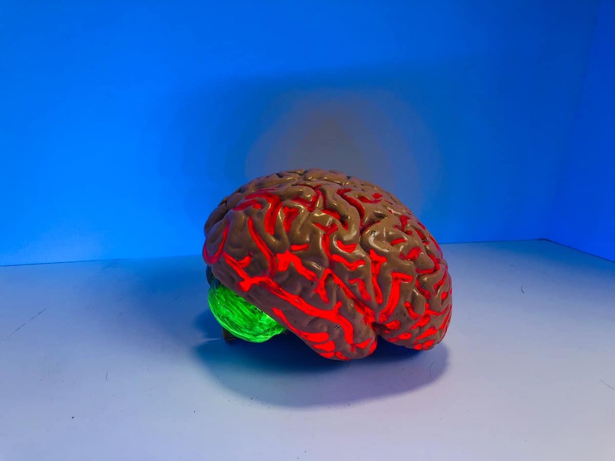 a model brain on a table